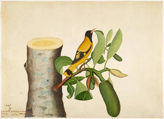Sheikh Zain alDin - Blackhooded Oriole and Insect on Jackfruit Stump.webp