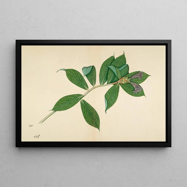 Sheikh Zain alDin - Crepe Ginger Plant.webp