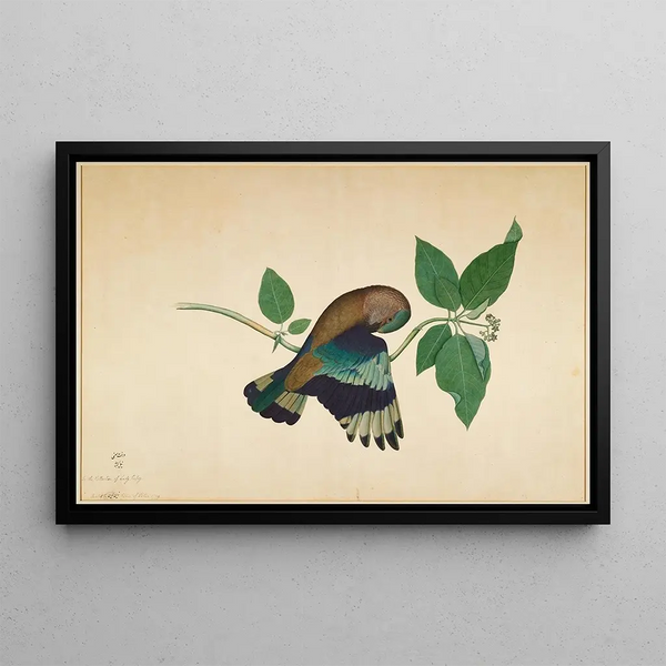 Sheikh Zain alDin - Indian Roller on Sandlewood Branch.webp