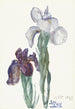 Iris - Sientje Mesdag van Houten — näkymä teoksesta