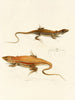 Acanthodactylus capensis - Sir Andrew Smith — näkymä teoksesta