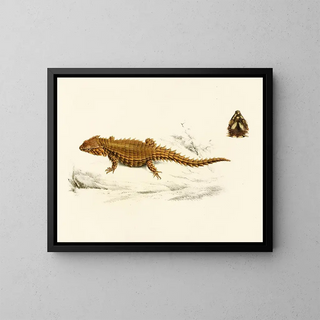 Sir Andrew Smith - Cordylus Cataphractus.webp
