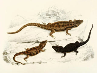 Cordylus polyzonus Cordylus griseus var. - Sir Andrew Smith — näkymä teoksesta