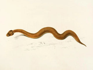 Enchida inornata - Sir Andrew Smith — näkymä teoksesta