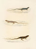 Eremias annulifera Eremias fulchra Eremias formosa - Sir Andrew Smith — näkymä teoksesta