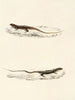 Eremias burchellii Eremias capensis - Sir Andrew Smith — näkymä teoksesta