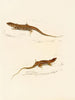 Eremias knoxii Eremias lineo-ocellata - Sir Andrew Smith — näkymä teoksesta