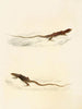 Eremias laticeps Eremias lugubris - Sir Andrew Smith — näkymä teoksesta