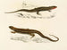 Gerrhosaurus bibroni Gerrhosaurus typicus - Sir Andrew Smith — näkymä teoksesta