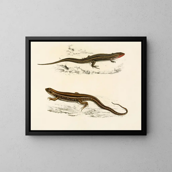 Gerrhosaurus bibroni Gerrhosaurus typicus - Sir Andrew Smith — kehystetty taideteos seinällä
