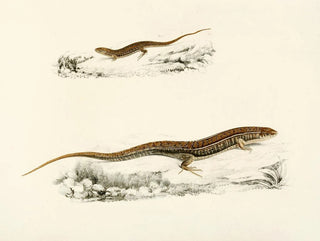 Gerrhosaurus flavigularis aikuisen nuori - Sir Andrew Smith — näkymä teoksesta
