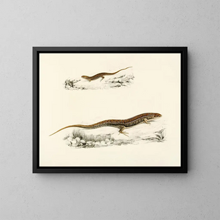 Gerrhosaurus flavigularis aikuisen nuori - Sir Andrew Smith — kehystetty taideteos seinällä