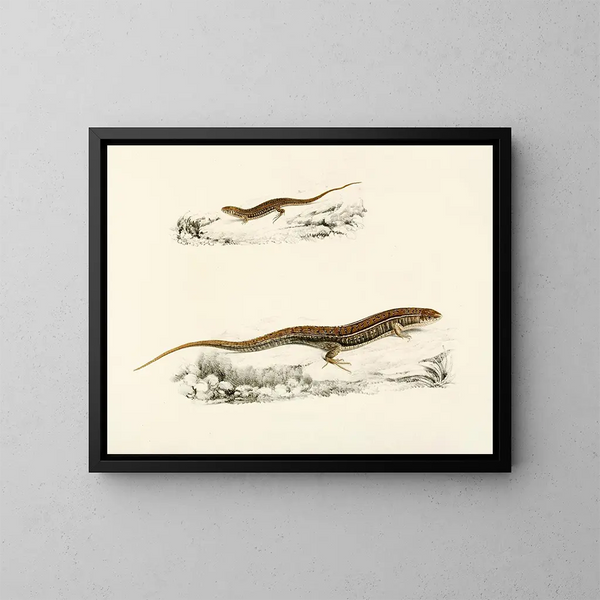 Gerrhosaurus flavigularis aikuisen nuori - Sir Andrew Smith — kehystetty taideteos seinällä