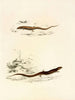 Gerrhosaurus sepiformis Gerrhosaurus subtessellatus - Sir Andrew Smith — näkymä teoksesta