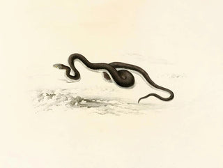 Lycodon capensis - Sir Andrew Smith — näkymä teoksesta