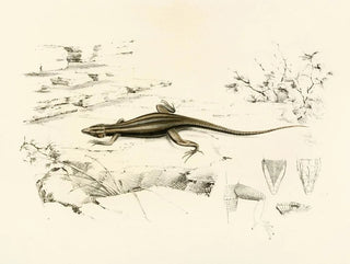 Sir Andrew Smith - Platysaurus Capensis.webp
