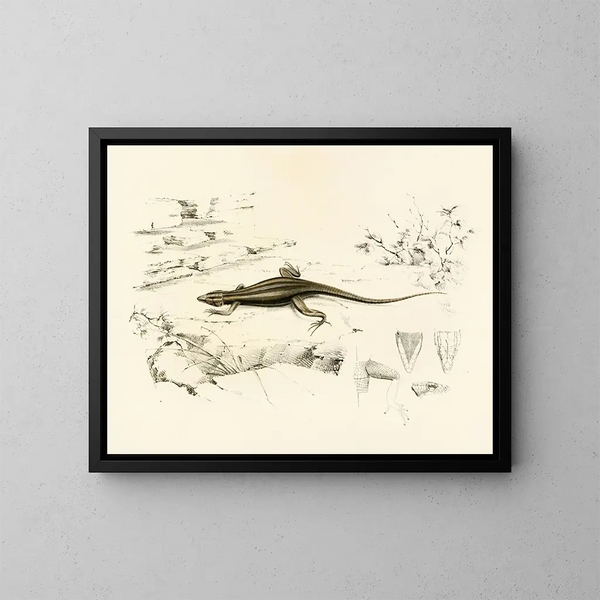 Platysaurus capensis - Sir Andrew Smith — kehystetty taideteos seinällä