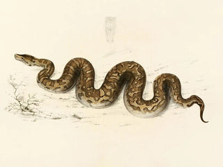 Python natalensis - Sir Andrew Smith — näkymä teoksesta