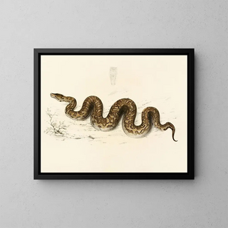 Python natalensis - Sir Andrew Smith — kehystetty taideteos seinällä
