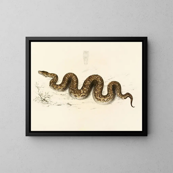 Python natalensis - Sir Andrew Smith — kehystetty taideteos seinällä