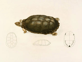 Sternotherus sinuatum - Sir Andrew Smith — näkymä teoksesta