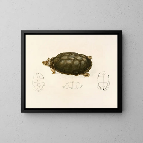 Sternotherus sinuatum - Sir Andrew Smith — kehystetty taideteos seinällä