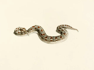 Sir Andrew Smith - Vipera Cornuta.webp