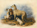 Highland Dogs - Sir Edwin Henry Landseer — näkymä teoksesta