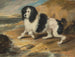 Le caniche tapageur appartenant à l'honorable Frederick Byng - Sir Edwin Henry Landseer — näkymä teoksesta
