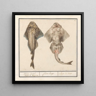 Squatina de viole de la famille des Rhinobatidae - Anselmus Botius de Boodt