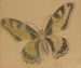 Papillon Papilio machaon - Stanisław Wyspiański — näkymä teoksesta