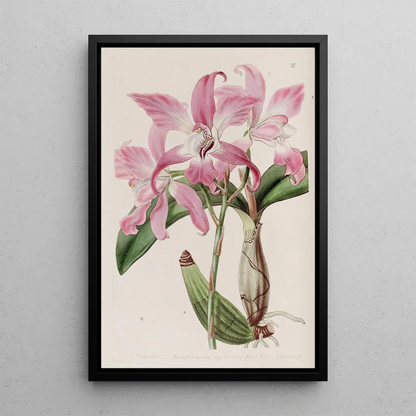 Laelia syksyn - Sydenham Edwards — kehystetty taideteos seinällä