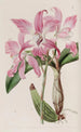 Laelia syksyn - Sydenham Edwards — näkymä teoksesta