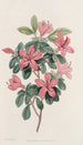 Azalea tylpilehdinen - Sydenham Edwards — näkymä teoksesta