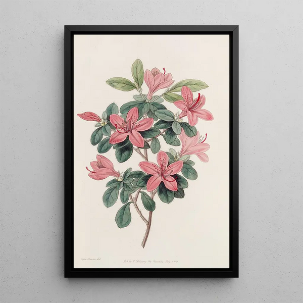Azalea tylpilehdinen - Sydenham Edwards — kehystetty taideteos seinällä