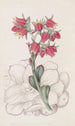 Echeveria tylpilehdinen - Sydenham Edwards — näkymä teoksesta
