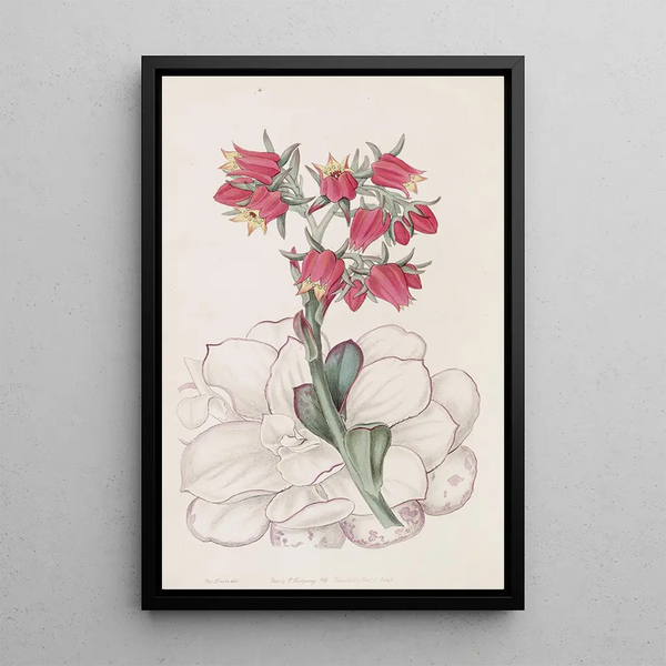 Echeveria tylpilehdinen - Sydenham Edwards — kehystetty taideteos seinällä
