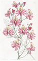 Schizanthus tylppilehdet - Sydenham Edwards — näkymä teoksesta