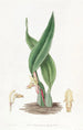 Maxillaria ruskehtava - Sydenham Edwards — näkymä teoksesta
