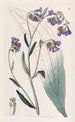 Cynoglosse bugloss-kukilla - Sydenham Edwards — näkymä teoksesta