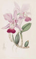 Cattleya bulbeus - Sydenham Edwards — näkymä teoksesta