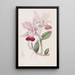 Cattleya bulbeus - Sydenham Edwards — kehystetty taideteos seinällä