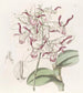 Dendrobium-maalauksen häränpään - Sydenham Edwards — näkymä teoksesta