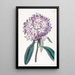 Rhododendron Cartonin - Sydenham Edwards — kehystetty taideteos seinällä