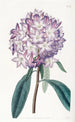 Rhododendron Cartonin - Sydenham Edwards — näkymä teoksesta