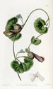 chilisen aristolochia - Sydenham Edwards — näkymä teoksesta