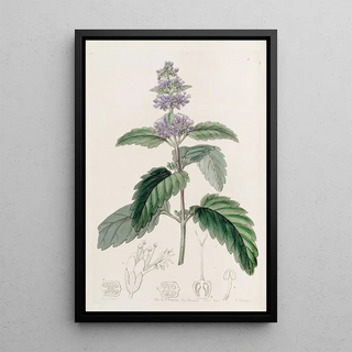 Sydenham Edwards - Chinese Beardwort.webp