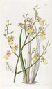 Oncidium à feuilles de ciboulette - Sydenham Edwards — näkymä teoksesta
