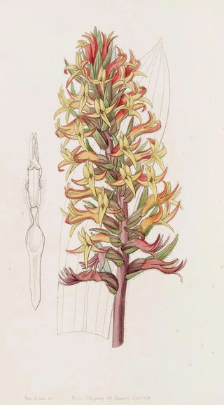 Sydenham Edwards - Cinnabar Stenorhynchus.webp