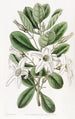 Anthocercis viskoosi - Sydenham Edwards — näkymä teoksesta
